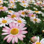 ヒメ日記 2026/04/09 22:22 投稿 きょうこ Queen Angel(クイーンエンジェル)