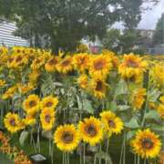 ヒメ日記 2025/07/12 05:13 投稿 まゆ(昭和49年生まれ) 熟年カップル名古屋～生電話からの営み～