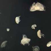 ヒメ日記 2026/01/03 08:37 投稿 まゆ(昭和49年生まれ) 熟年カップル名古屋～生電話からの営み～