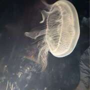 ヒメ日記 2026/01/27 13:37 投稿 まゆ(昭和49年生まれ) 熟年カップル名古屋～生電話からの営み～