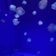 ヒメ日記 2025/09/11 16:33 投稿 るん One More奥様　町田相模原店