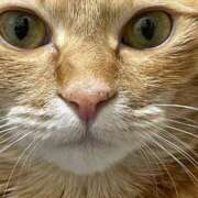 ヒメ日記 2026/04/05 11:26 投稿 そら 西川口おかあさん