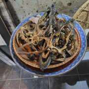 ヒメ日記 2025/09/10 22:06 投稿 ほたる 西川口おかあさん