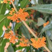 ヒメ日記 2025/10/27 14:56 投稿 ほたる 西川口おかあさん