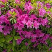 あみ おはようございます♡ 西川口おかあさん