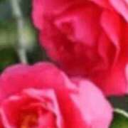 ヒメ日記 2025/12/13 09:16 投稿 みずき 西川口おかあさん