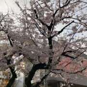 ヒメ日記 2026/04/03 06:46 投稿 みずき 西川口おかあさん