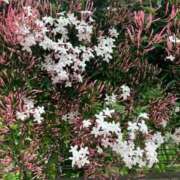 みずき 花 西川口おかあさん