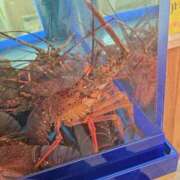 ヒメ日記 2025/10/30 13:17 投稿 ふゆみ 西川口おかあさん