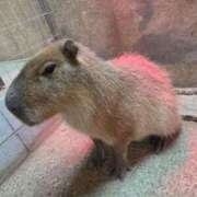 ヒメ日記 2026/03/27 16:46 投稿 ふゆみ 西川口おかあさん