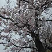 ヒメ日記 2026/03/31 10:26 投稿 ふゆみ 西川口おかあさん