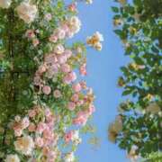 ヒメ日記 2026/04/21 15:16 投稿 かのん 西川口おかあさん