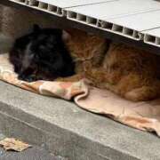 ヒメ日記 2025/11/04 10:31 投稿 すみれ 西川口おかあさん