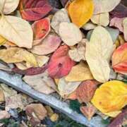 すみれ 冬だけど秋っぽい🍂 西川口おかあさん