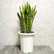 まどか こんにちは！ Muse（ミューズ）