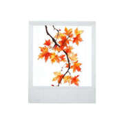 ヒメ日記 2025/11/29 02:02 投稿 めい Muse（ミューズ）