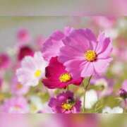 ヒメ日記 2025/09/10 02:11 投稿 のあ 素人妻御奉仕倶楽部Hip's取手店