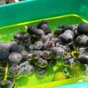 ヒメ日記 2025/09/02 18:19 投稿 シノ ソープランド マックス