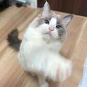 ヒメ日記 2026/06/12 17:20 投稿 あげは 千葉人妻花壇