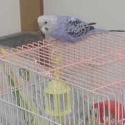 ヒメ日記 2025/07/14 19:12 投稿 とうこ 風鈴（ふうりん）