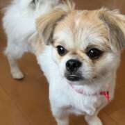 ヒメ日記 2025/09/12 16:51 投稿 まなか 神田エマニエル