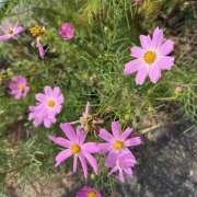 ヒメ日記 2025/10/03 17:02 投稿 まなか 神田エマニエル