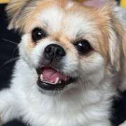 ヒメ日記 2025/10/09 17:04 投稿 まなか 神田エマニエル