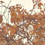 ヒメ日記 2025/11/23 21:19 投稿 ちか 錦糸町ミセスアロマ（ユメオト）