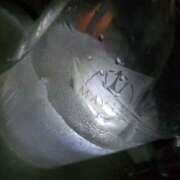 ヒメ日記 2026/04/10 21:43 投稿 ことひめ アイドルリーグ