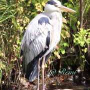 ヒメ日記 2025/10/16 00:19 投稿 れみ 完熟ばなな札幌・すすきの