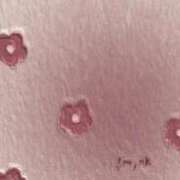 ヒメ日記 2025/07/29 23:59 投稿 ひなた まつど女学園