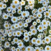 ヒメ日記 2026/04/22 10:16 投稿 雪乃 昼顔妻 五反田店