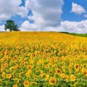雪乃 🌻🌻🌻 昼顔妻 五反田店