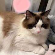 ヒメ日記 2025/11/04 23:00 投稿 東雲ありな 渋谷とある風俗店♡やりすぎコレクション