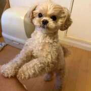 ヒメ日記 2025/12/31 09:01 投稿 東雲ありな 渋谷とある風俗店♡やりすぎコレクション