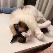 ヒメ日記 2026/05/18 18:52 投稿 東雲ありな 渋谷さーくる