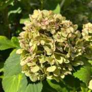 ヒメ日記 2025/07/23 22:25 投稿 つばき AVANCE福岡