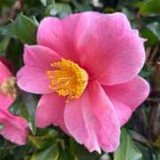 ヒメ日記 2026/02/04 13:55 投稿 つばき AVANCE福岡