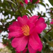 つばき おはよーございます♡ AVANCE福岡