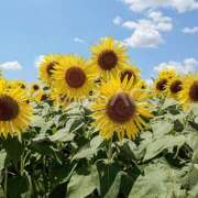 ヒメ日記 2025/07/18 09:26 投稿 早川まい 五十路マダム　和歌山店