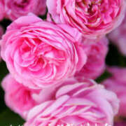 ヒメ日記 2025/11/13 18:20 投稿 早川まい 五十路マダム　和歌山店