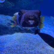 ヒメ日記 2025/09/14 16:26 投稿 るるか 厚木人妻城