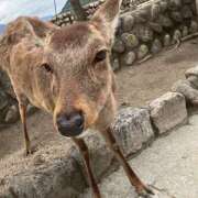 ヒメ日記 2025/11/19 11:50 投稿 あやめ さくらん