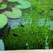 ヒメ日記 2025/07/19 15:31 投稿 九条のあ ABC 岩手ソープ