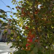 ヒメ日記 2025/10/17 16:31 投稿 九条のあ ABC 岩手ソープ