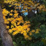 ヒメ日記 2025/11/26 10:16 投稿 九条のあ ABC 岩手ソープ