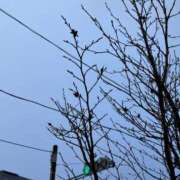 ヒメ日記 2025/12/26 08:46 投稿 九条のあ ABC 岩手ソープ