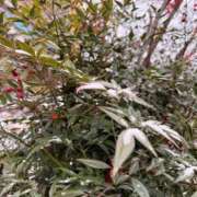 ヒメ日記 2026/01/04 11:16 投稿 九条のあ ABC 岩手ソープ