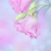 ヒメ日記 2026/04/16 13:01 投稿 九条のあ ABC 岩手ソープ