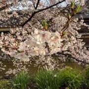 ヒメ日記 2026/04/01 14:43 投稿 こはく いざ候 本館